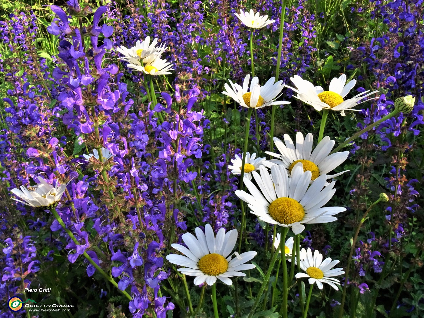 17 Leucanthemum vulgare (Margherita comune) con Salvia pratensis (Salvia dei prati) .JPG